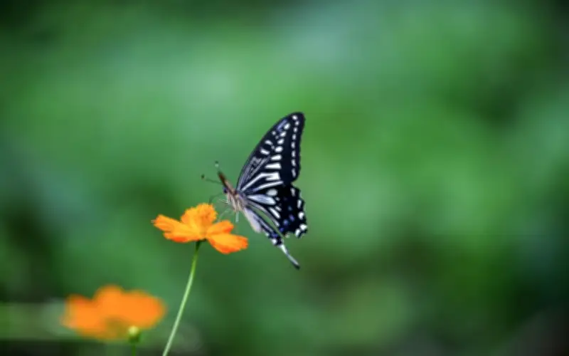 Sinh vào tháng âm lịch này, sau 30 tuổi tài lộc bùng nổ, thu nhập tăng vọt