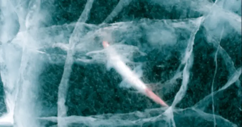 Sinh vật 24.000 năm tuổi sống lại sau khi rã đông