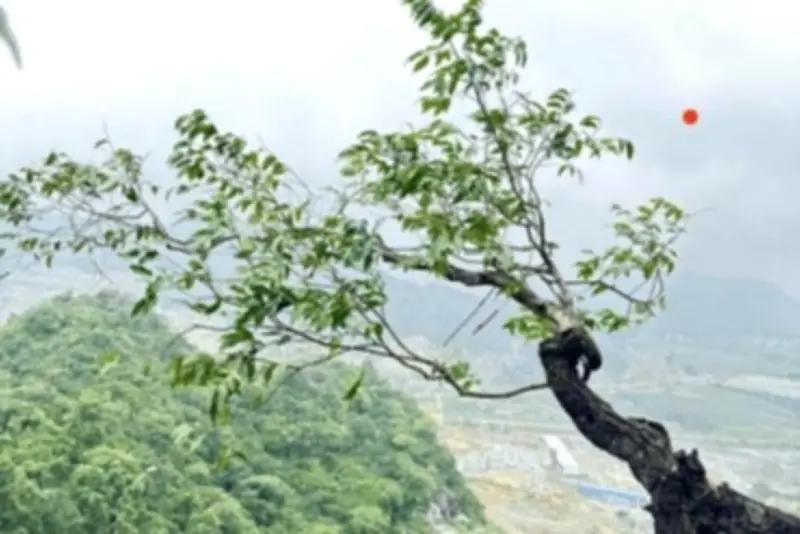 Săn cây mối hồng có thể bị truy cứu trách nhiệm hình sự