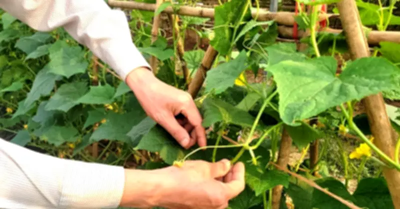 Sơn La đẩy mạnh truyền thông để thu hẹp khoảng cách thông tin trong phát triển nông nghiệp