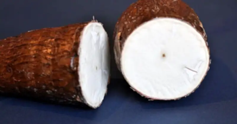 Sắn: Loài Cây Kịch Độc Trở Thành Nguồn Lương Thực Cứu Sinh Hàng Triệu Người