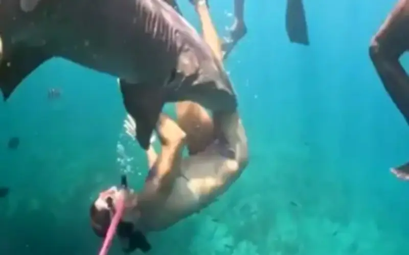 Sống Sót Kinh Hoàng: Khoảnh Khắc Cá Mập Y Tà Cắn Chặt Chân Người Phụ Nữ Khi Lặn Ống Thở