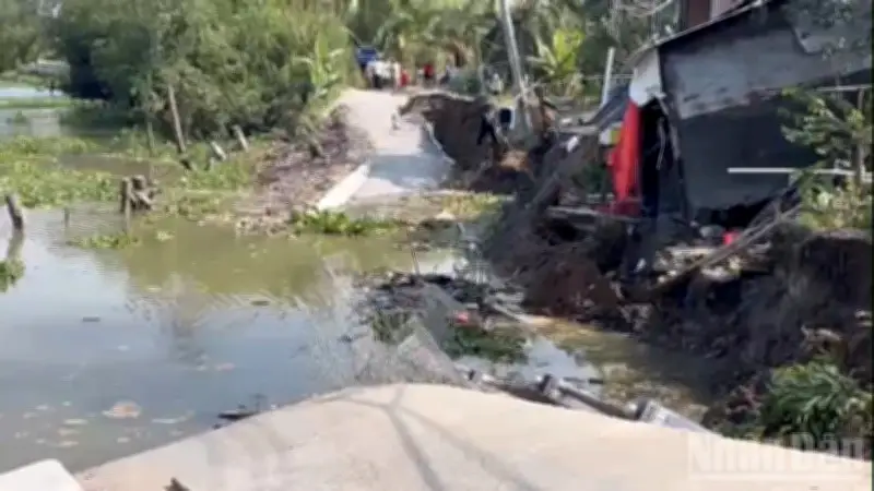 Sạt lở nghiêm trọng tại Đồng Tháp: Đe dọa nhà cửa, đê bao và hàng trăm héc-ta sầu riêng