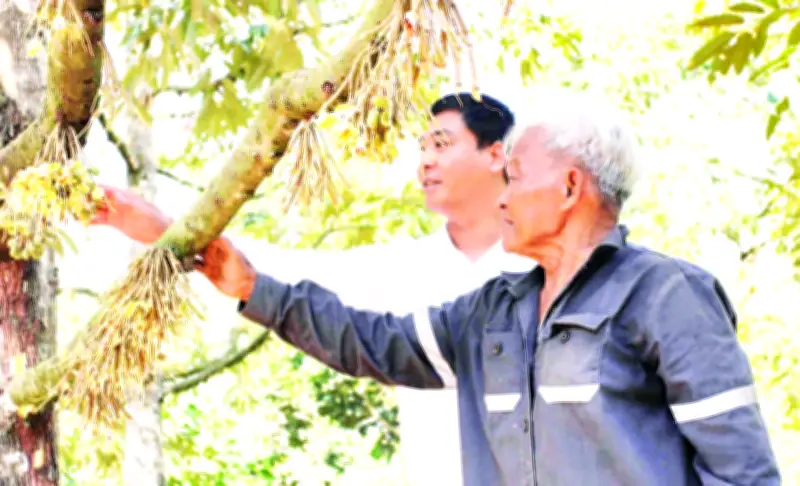 Sầu Riêng Đổi Đời Vùng Chiến Khu Tô Hạp, Người Raglai Vươn Lên Làm Giàu