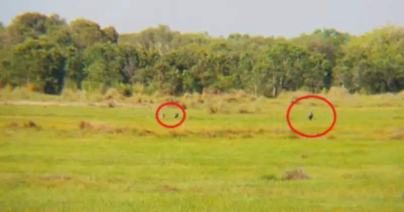 Sếu đầu đỏ quý hiếm quay về Khu bảo tồn Phú Mỹ, An Giang