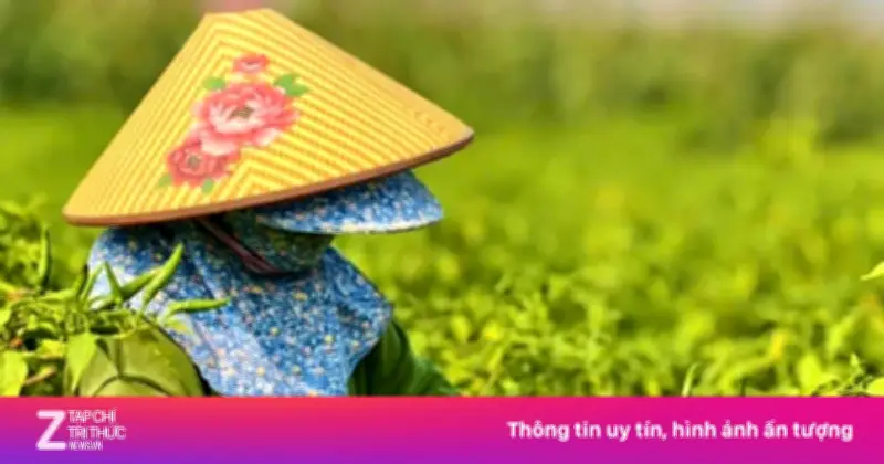 Ớt được mùa, nông dân Quảng Ngãi trắng tay vì giá sụt giảm thê thảm