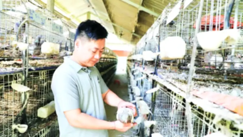 Từ công nhân thành triệu phú nhờ nuôi bồ câu Pháp