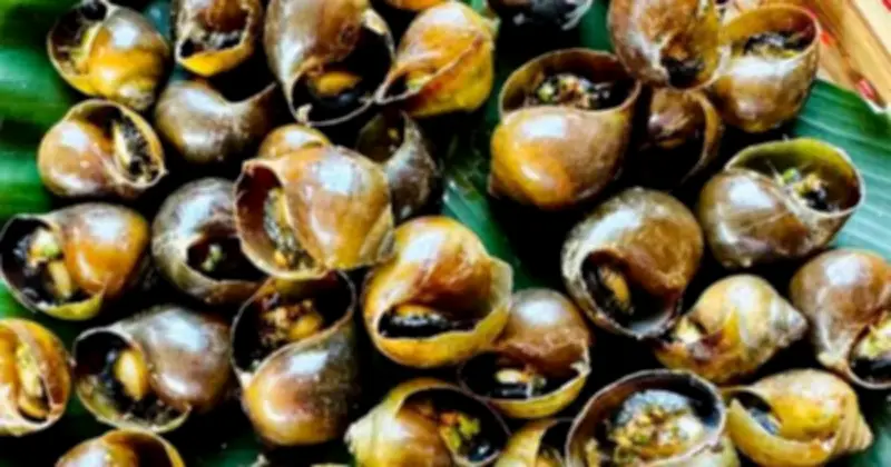 Từ con ốc quen thuộc đến mô hình nông nghiệp tuần hoàn: Câu chuyện khởi nghiệp của Nguyễn Bá Gia Luân