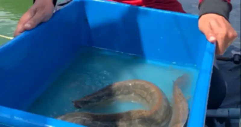 Từ dược sĩ đến nông dân: Hành trình khởi nghiệp với cá chạch lấu của anh Tuấn