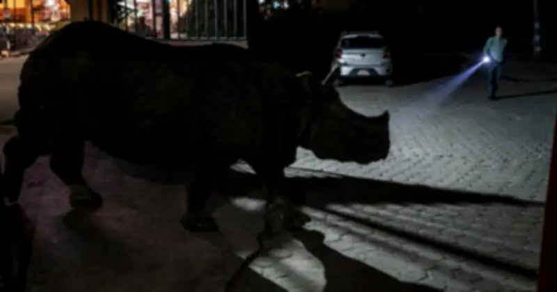 Tê Giác Ấn Độ Thong Dong Dạo Phố Nepal: Dấu Hiệu Của Thành Công Bảo Tồn Và Thách Thức Chung Sống