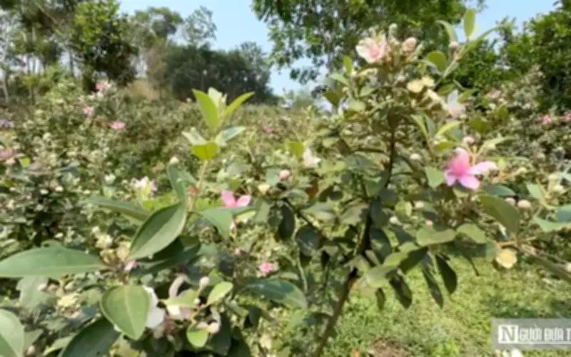 Từ giám đốc kỹ thuật về quê trồng sim rừng, thu nhập ổn định