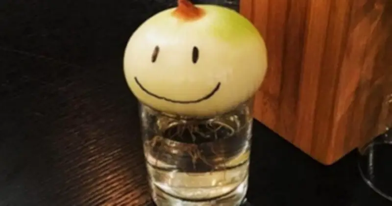 Đặt Hành Tây Trong Phòng Ngủ: Mẹo Nhỏ Giúp Không Gian Thông Thoáng Và Dễ Chịu