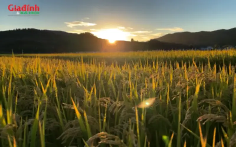 Đất nông nghiệp bao nhiêu m2 được cấp sổ đỏ tại Quảng Trị năm 2026?