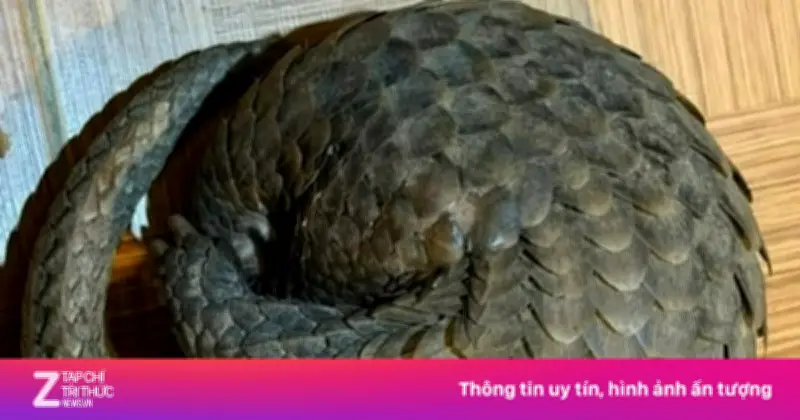 Tê Tê Quý Hiếm Bò Vào Tầng Hầm Quán Nhậu Ở Lâm Đồng, Chủ Quán Nhanh Chóng Trình Báo Kiểm Lâm