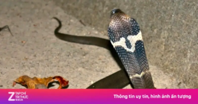 Tay không bắt rắn hổ mang bành, người đàn ông suýt mất mạng vì nọc độc