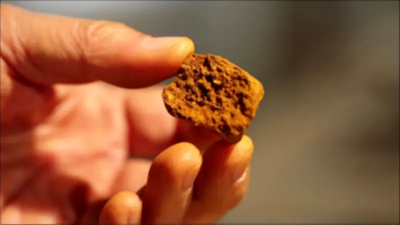 Thứ Cổ Trong Nội Tạng Bò Đắt Hơn Vàng: Dược Liệu Hiếm Đắt Đỏ Bậc Nhất Thế Giới