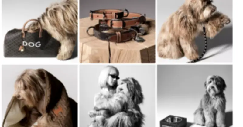 Thú Cưng Trở Thành Trung Tâm Của Nền Kinh Tế Tỷ Đô Và Văn Hóa Tiêu Dùng Mới