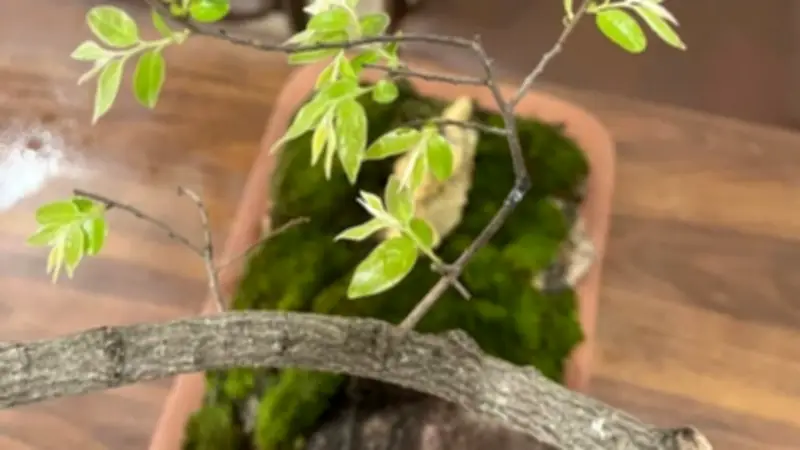 Thanh Hóa cảnh báo tình trạng khai thác, mua bán cây muội hồng trái phép