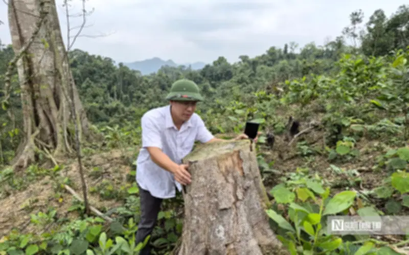 Thanh Hóa: Xử Phạt Hơn 146 Triệu Đồng Vụ Chặt Phá Rừng Phòng Hộ Trái Phép