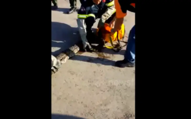 Thanh niên Nam Phi giải cứu mèo khỏi trăn khủng, cảnh báo nguy cơ xung đột