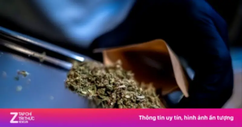 Thái Lan Chấm Dứt Thời Kỳ 'Cần Sa Tự Do', Buộc Chuyển Đổi Sang Mô Hình Y Tế