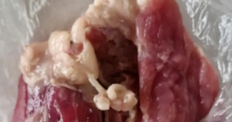 Thái Nguyên chỉ đạo điều tra nghiêm vụ thịt lợn bệnh tại trường mầm non Hòa Bình