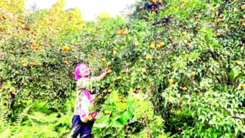 Thái Nguyên: OCOP 'đánh thức' tiềm năng nông sản vùng cao, miến dong 5 sao vươn ra châu Âu