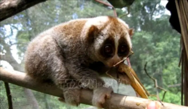 Thái Nguyên phát hiện 4 loài động vật quý hiếm mới tại Khu dự trữ thiên nhiên Thần Sa-Phượng Hoàng