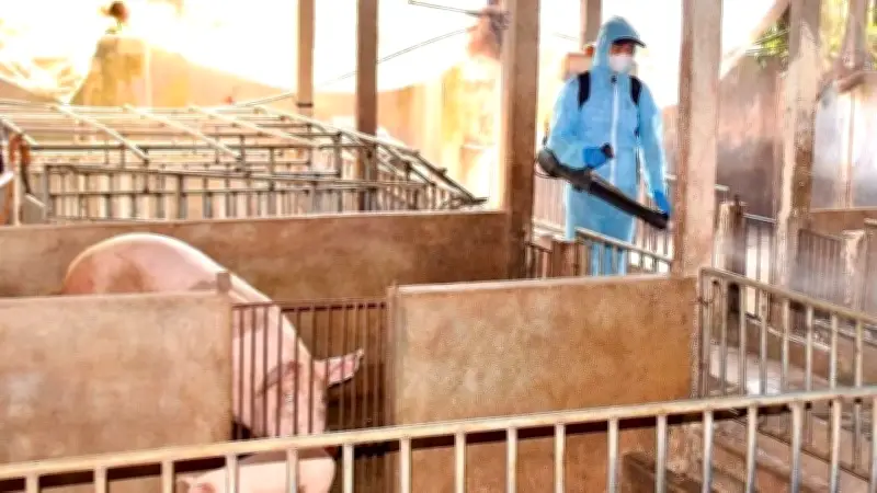 Thiếu hụt nhân lực thú y trầm trọng tại Gia Lai, đe dọa ngành chăn nuôi