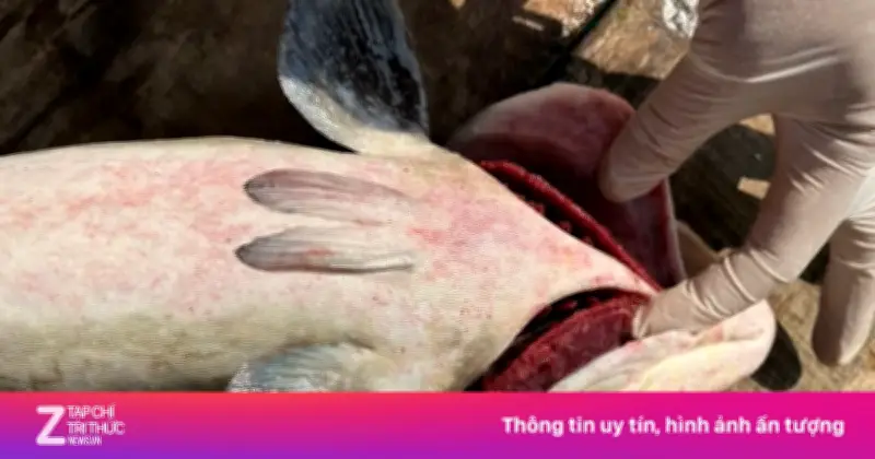 Thảm Họa Nuôi Trồng: 60 Tấn Cá Bớp Chết Bất Thường Ở Đặc Khu Lý Sơn