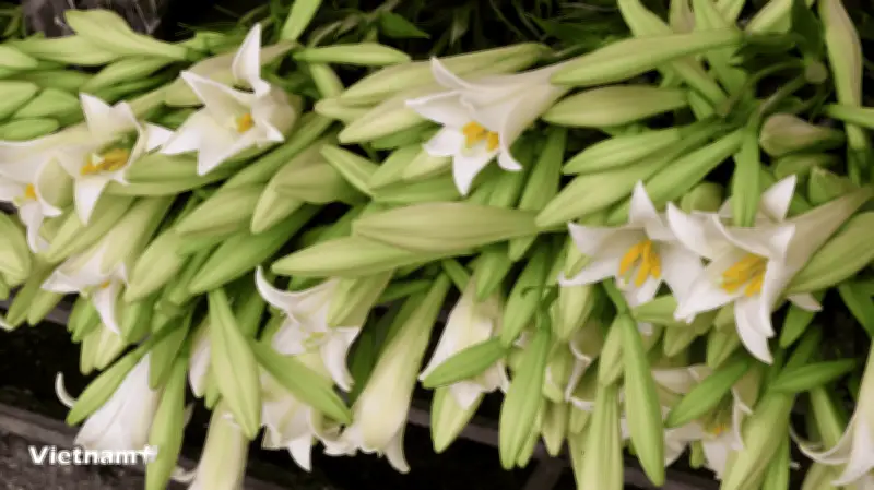 Tháng Tư về, hoa loa kèn bung nở đánh thức mùa hè Hà Nội