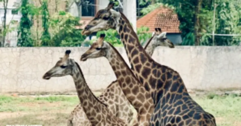 Thảo Cầm Viên Sài Gòn tổ chức lễ thành hôn cho hai hươu cao cổ