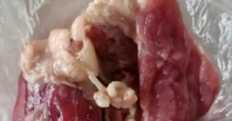 Thịt Lợn Nhiễm Virus Dịch Tả Lợn Châu Phi Phát Hiện Tại Trường Mầm Non Hòa Bình