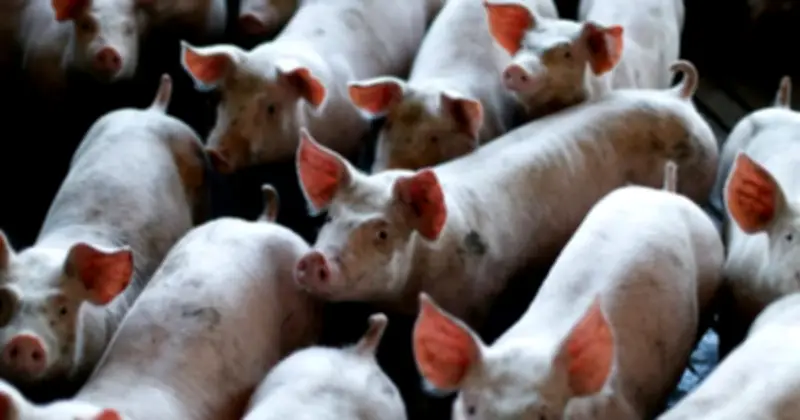 Thịt Lợn Trung Quốc: Dư Thừa Cung Và Nghịch Lý Của Nông Nghiệp Công Nghiệp Hóa