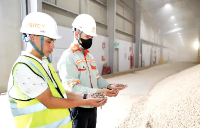 Tiềm Năng Khổng Lồ Của Năng Lượng Sinh Khối Việt Nam: Từ Phế Phẩm Thành Nguồn Lực Xanh