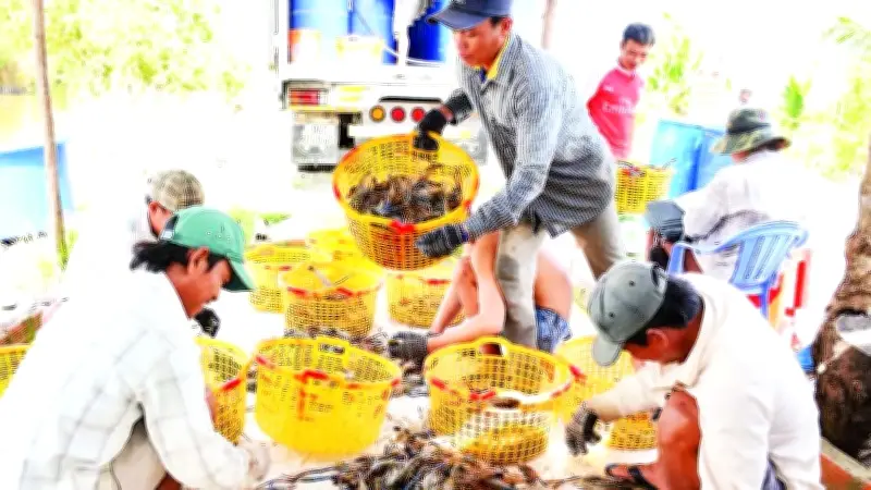 Tôm Càng Xanh Biến Vùng Đất Phèn Mặn Kiên Giang Thành Miền Quê Đáng Sống