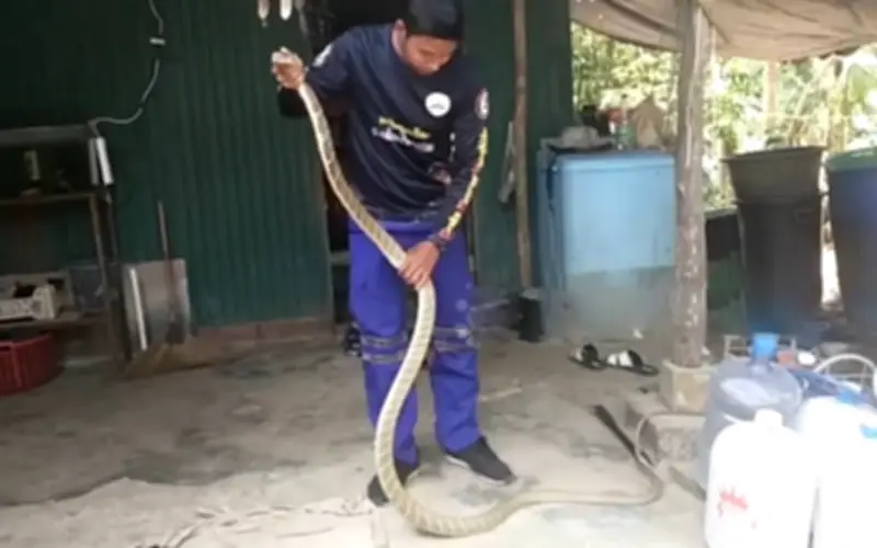 Tình Nguyện Viên Thái Lan Bắt Rắn Hổ Mang Chúa Dài 3 Mét Trong Nhà Dân