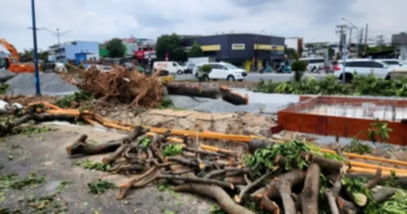 TP.HCM đốn hạ hàng trăm cây xanh lớn trên đường Trường Chinh để thi công ga metro S10