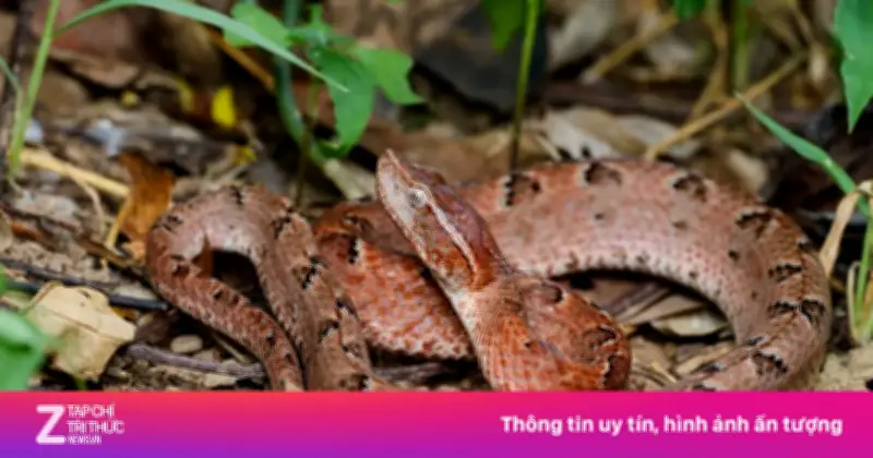 TP.HCM: Nhiều ca nguy kịch do rắn chàm quạp cắn, bác sĩ cảnh báo nguy cơ