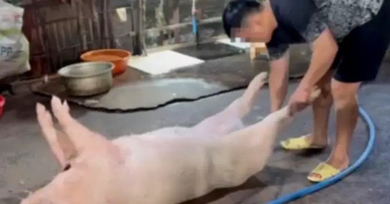 TP.HCM: Phát hiện hai lò giết mổ heo không phép trong hẻm sâu, điều kiện vệ sinh báo động