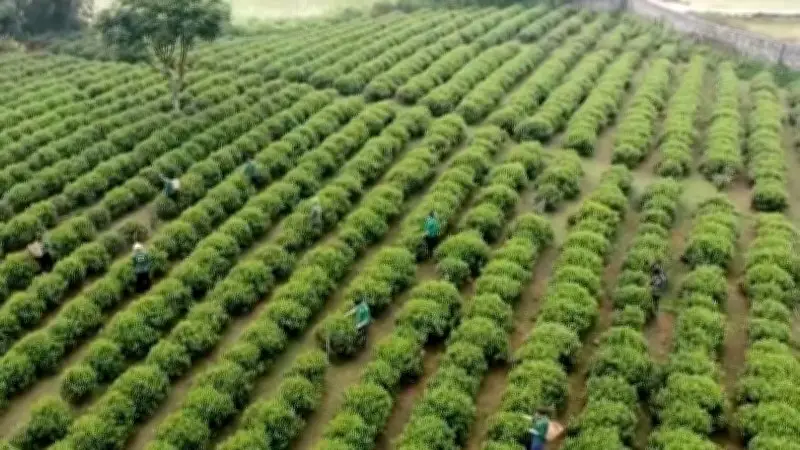 Trà Shan Tuyết Hồng Thái: Từ Cây Truyền Thống Đến Hướng Đi Kinh Tế Bền Vững
