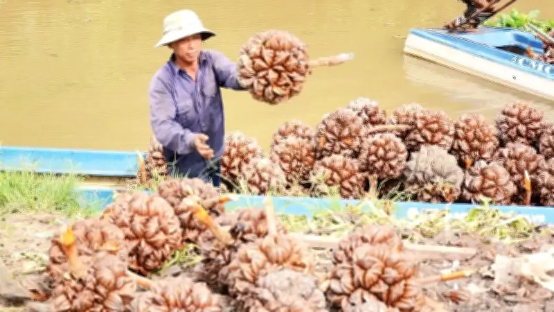 Trái Dừa Nước Từ 'Đồ Bỏ Đi' Thành Đặc Sản, Giải Quyết Việc Làm Ở An Giang