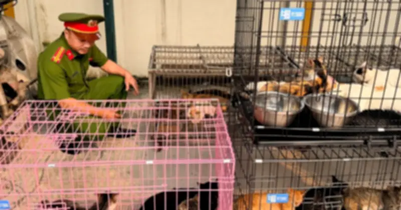 Triệt Phá Ổ Nhóm Trộm Mèo Quy Mô Lớn Tại Hà Nội, Bắt Giữ 6 Nghi Phạm