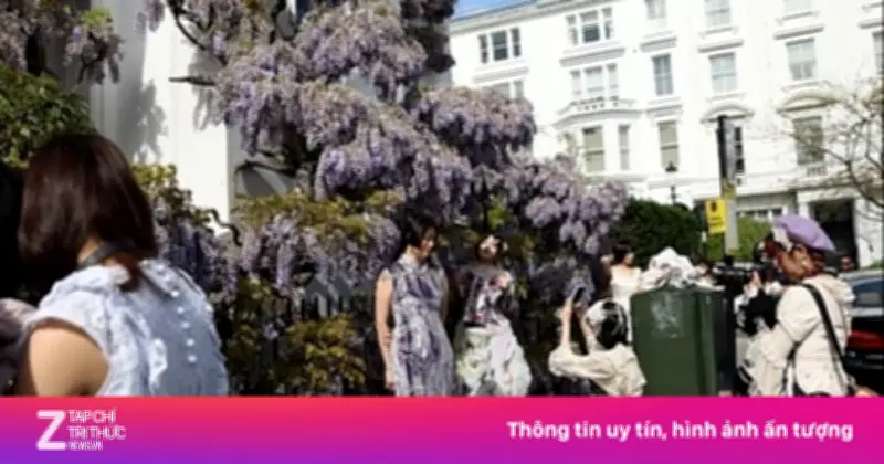 Triệu Phú London 'Khóc Thét' Vì TikToker Tràn Ngập Ngắm Hoa Tử Đằng