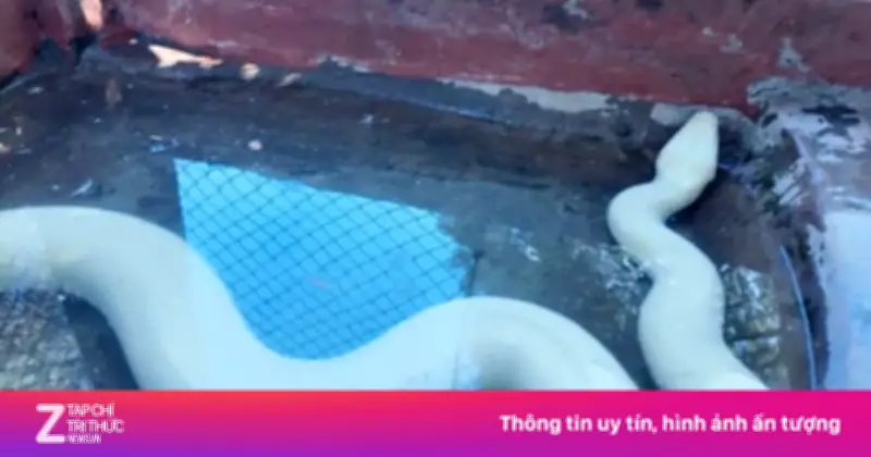 Trăn Bạch Tạng Quý Hiếm Dài Hơn 3 Mét Xuất Hiện Tại Đồng Tháp
