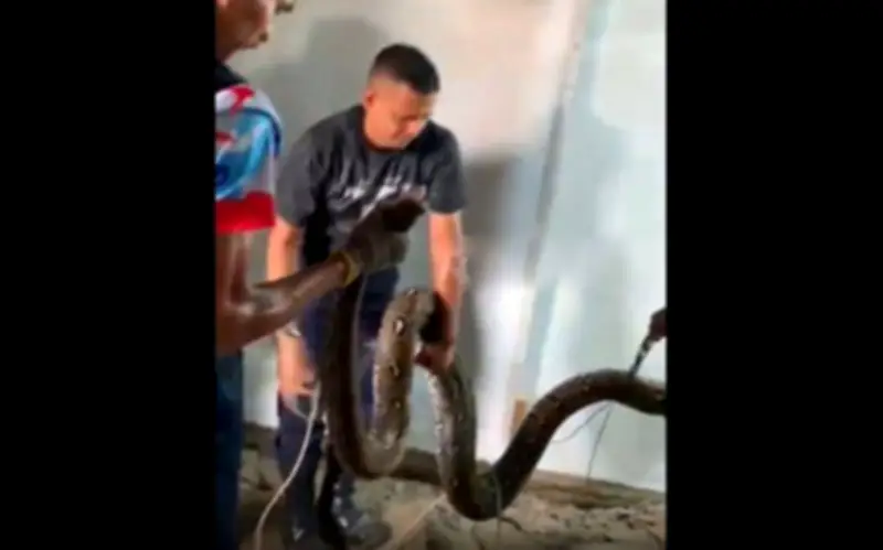 Trăn khổng lồ 5 mét làm tổ dưới sàn nhà ở Indonesia, lực lượng cứu hỏa phải phá sàn để giải cứu