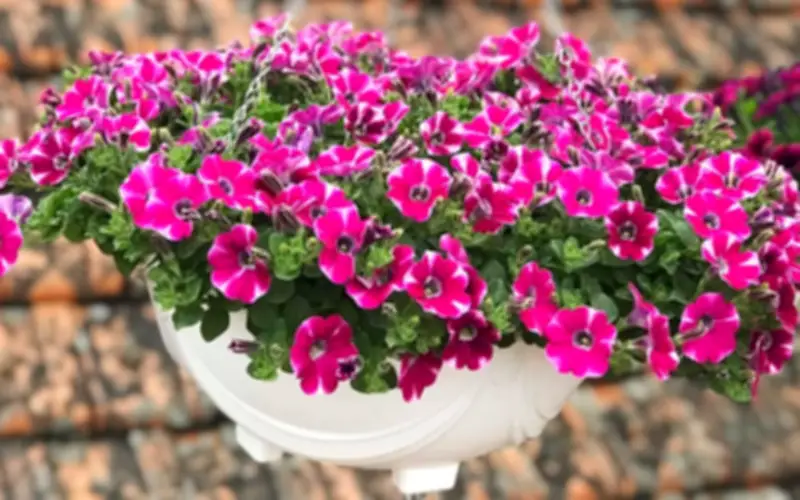 Trồng Cây Trên Ban Công Chịu Nắng: Giải Pháp Ngừa Côn Trùng Mùa Hè