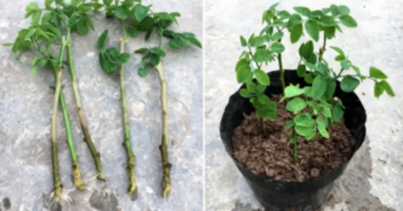 Trồng Rau Tại Nhà: 3 Loại 'Sâm Xanh' Dân Dã, Dinh Dưỡng Cao, Dễ Chăm