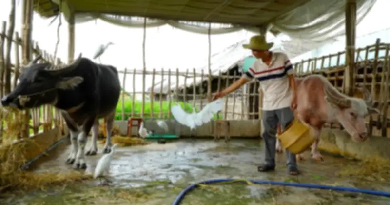Trâu 'nhân viên' du lịch ở Cồn Sơn: Từ cày ruộng đến biểu diễn cùng đàn cò