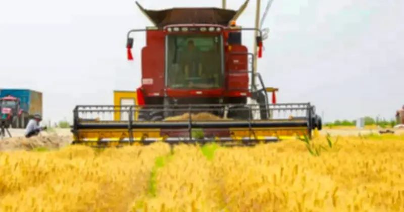 Trung Quốc Biến Sa Mạc Thành Đất Canh Tác: Thành Công Từ Cánh Đồng Lúa Mì Trên Cát